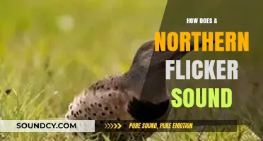 Discover the Unique Calls and Drumming of the Northern Flicker