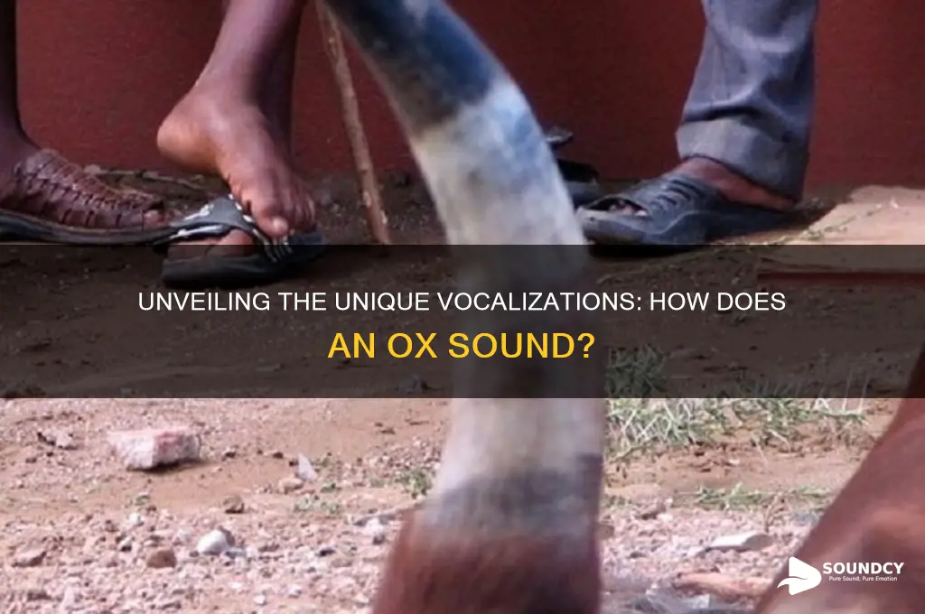 how does a ox sound