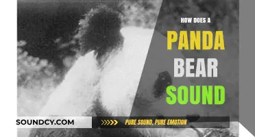 Unveiling the Unique Vocalizations: How Does a Panda Bear Sound?