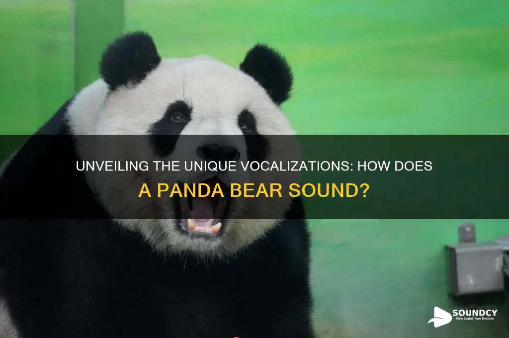 how does a panda bear sound