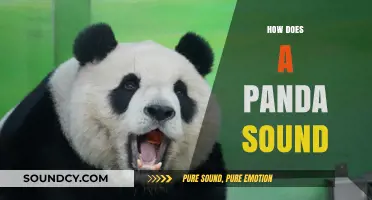 Unveiling the Unique Vocalizations: How Does a Panda Sound?