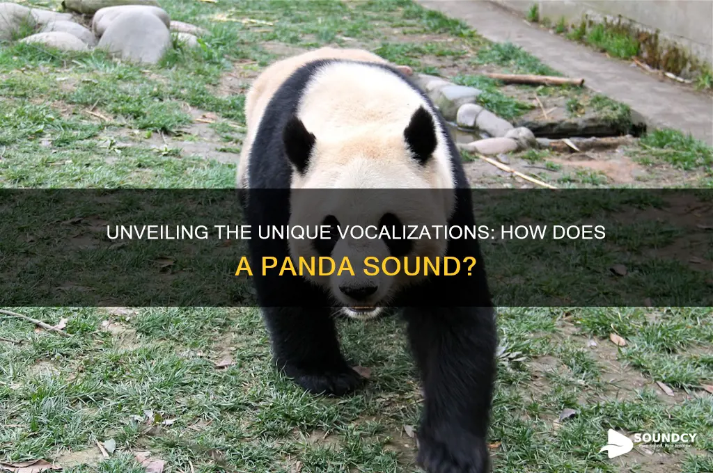 how does a panda sound