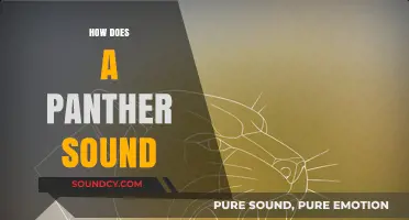 Unveiling the Mysterious Roar: How Does a Panther Sound?