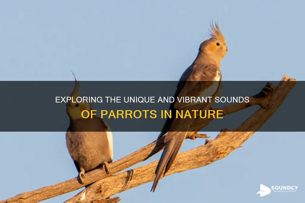 how does a parrot sound