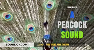 Unveiling the Unique Vocalizations: How Does a Peacock Sound?
