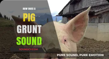 Understanding the Unique Grunt: How Does a Pig Communicate?