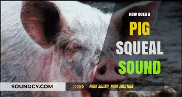 Unraveling the Unique Sound of a Pig's Squeal: What Does It Mean?