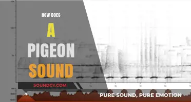 Understanding the Unique Coos and Calls of a Pigeon's Vocalizations