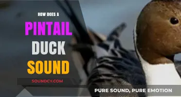 Discover the Unique Vocalizations of Pintail Ducks: Sounds and Meanings