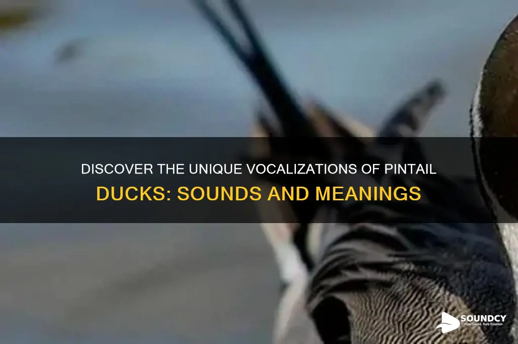 how does a pintail duck sound
