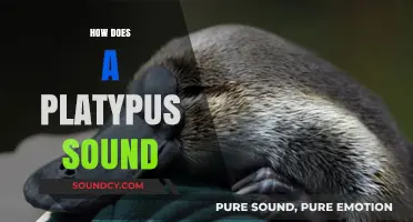 Unveiling the Unique Vocalizations: How Does a Platypus Sound?