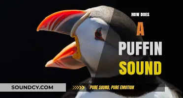 Discover the Unique and Charming Sounds of Atlantic Puffins