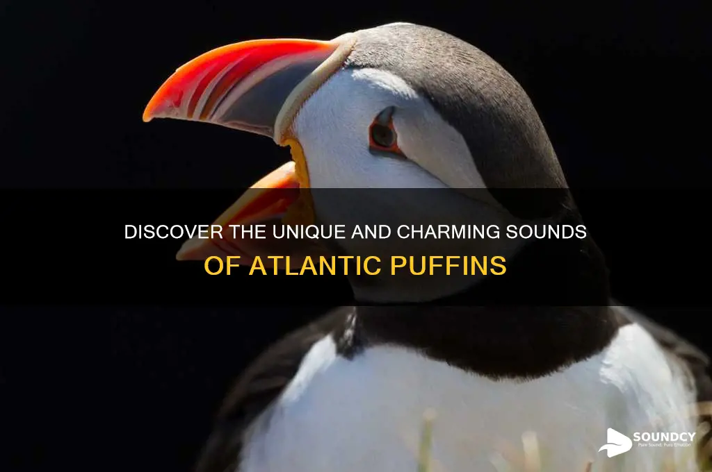 how does a puffin sound