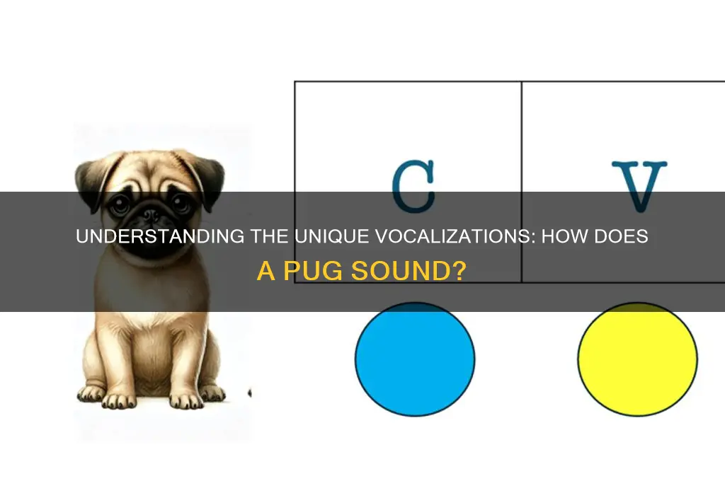 how does a pug sound