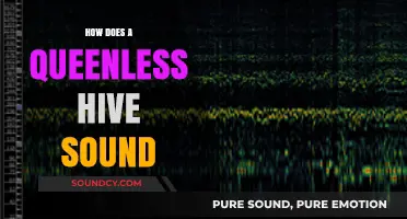 The Eerie Silence: How a Queenless Hive Sounds Different