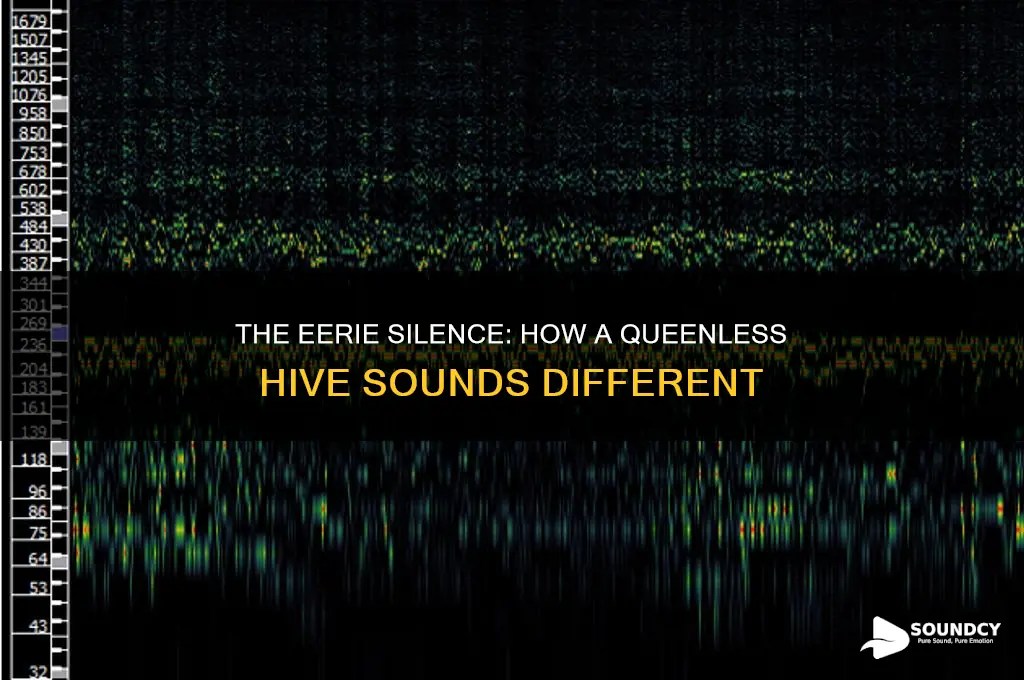 how does a queenless hive sound