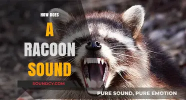 Unveiling the Unique Vocalizations: How Does a Raccoon Sound?