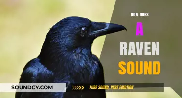 Unraveling the Mystique: How Does a Raven's Call Truly Sound?