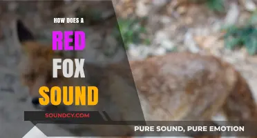 Unveiling the Unique Vocalizations of the Red Fox: Sounds and Meanings
