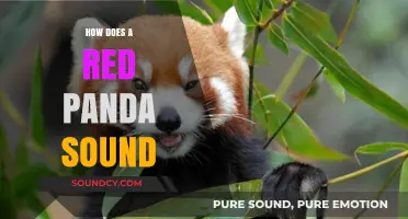 Unveiling the Unique Vocalizations: How Does a Red Panda Sound?
