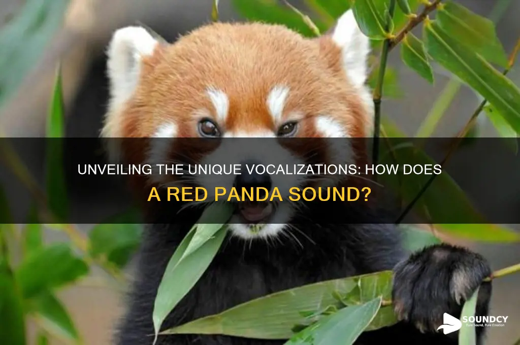 how does a red panda sound