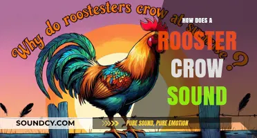 The Distinctive Rooster Crow: Unraveling Its Unique Sound and Significance