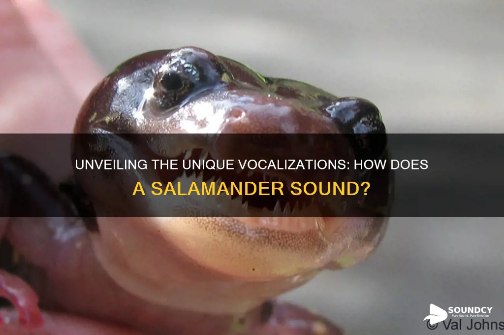 how does a salamander sound