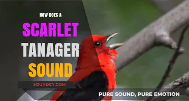 Discover the Unique Song of the Scarlet Tanager: A Sonic Guide