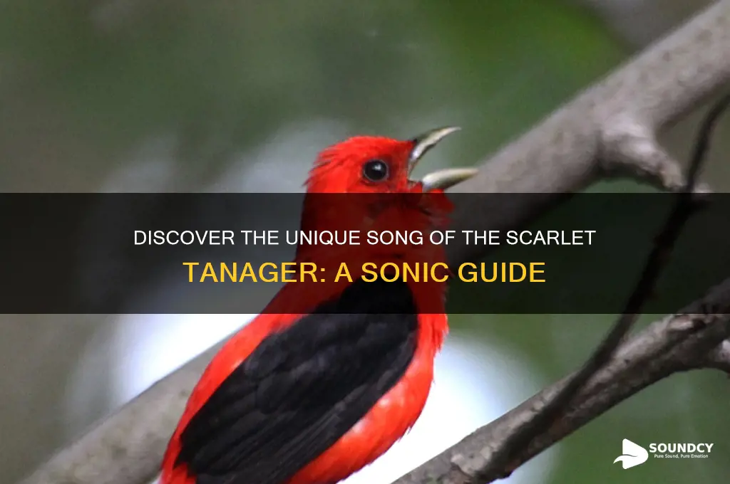 how does a scarlet tanager sound