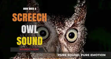 Screech Owl Sounds: What Do They Mean?