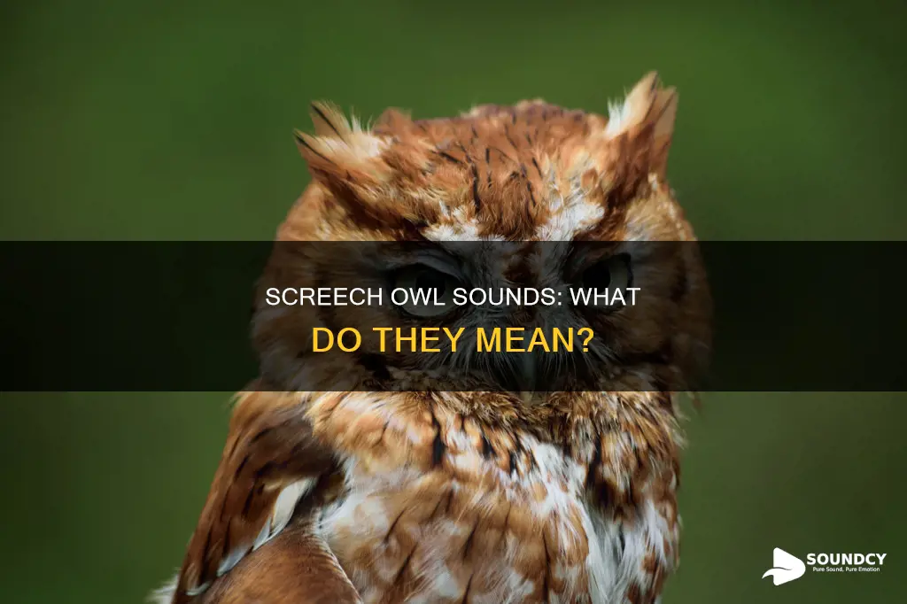 how does a screech owl sound