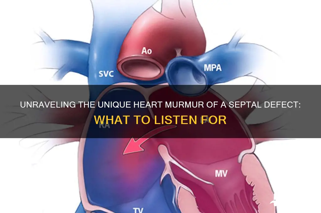 how does a septal defect sound