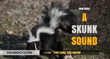 Unveiling the Unique Vocalizations: How Does a Skunk Sound?