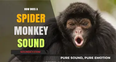 Unveiling the Unique Calls: How Does a Spider Monkey Sound?
