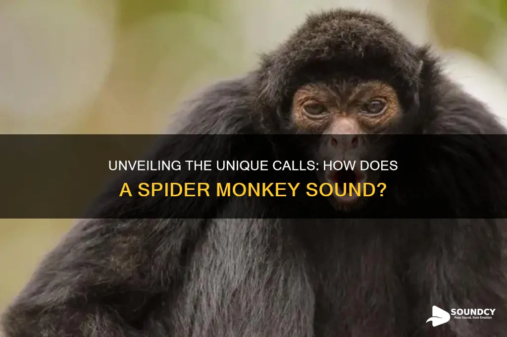 how does a spider monkey sound