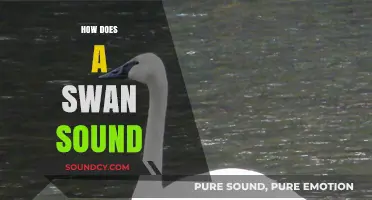 The Serene Symphony: Unveiling the Unique Sounds of Swans