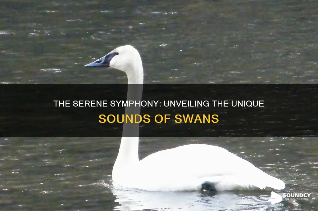 how does a swan sound