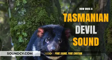 Unveiling the Unique Growls and Snarls of Tasmanian Devils