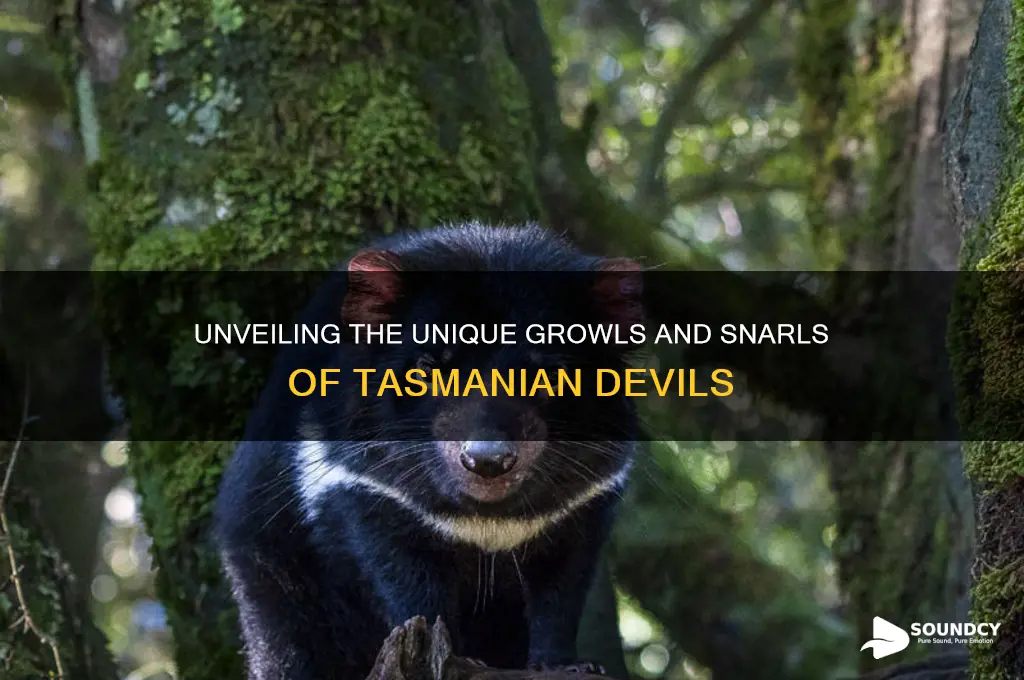 how does a tasmanian devil sound