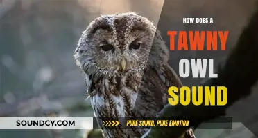 Unveiling the Mystical Hoots: How Does a Tawny Owl Sound?