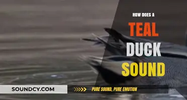 Discover the Unique Quack: How Does a Teal Duck Sound?