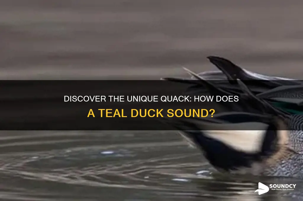 how does a teal duck sound