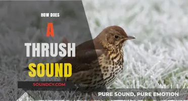 Understanding the Unique and Enchanting Sounds of a Thrush's Song