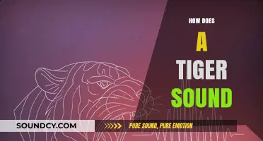 Unveiling the Majestic Roar: How Does a Tiger Sound?