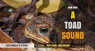 Unveiling the Unique Croaks: How Does a Toad Sound?