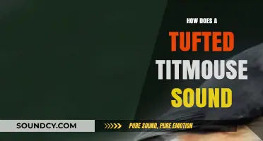 Discover the Unique and Charming Song of a Tufted Titmouse