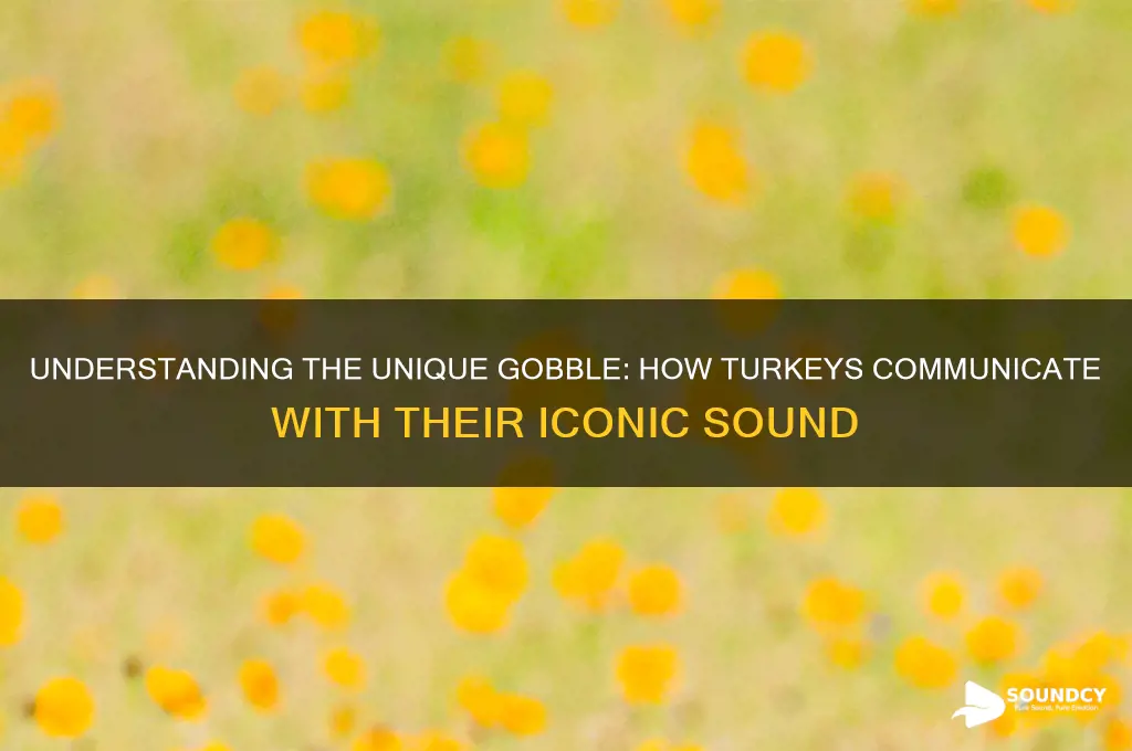 how does a turkey gobble sound