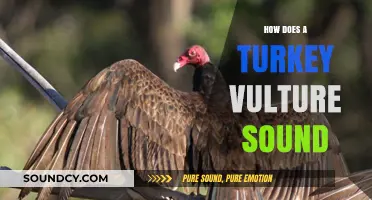 Unveiling the Unique Sounds of Turkey Vultures: A Vocal Exploration