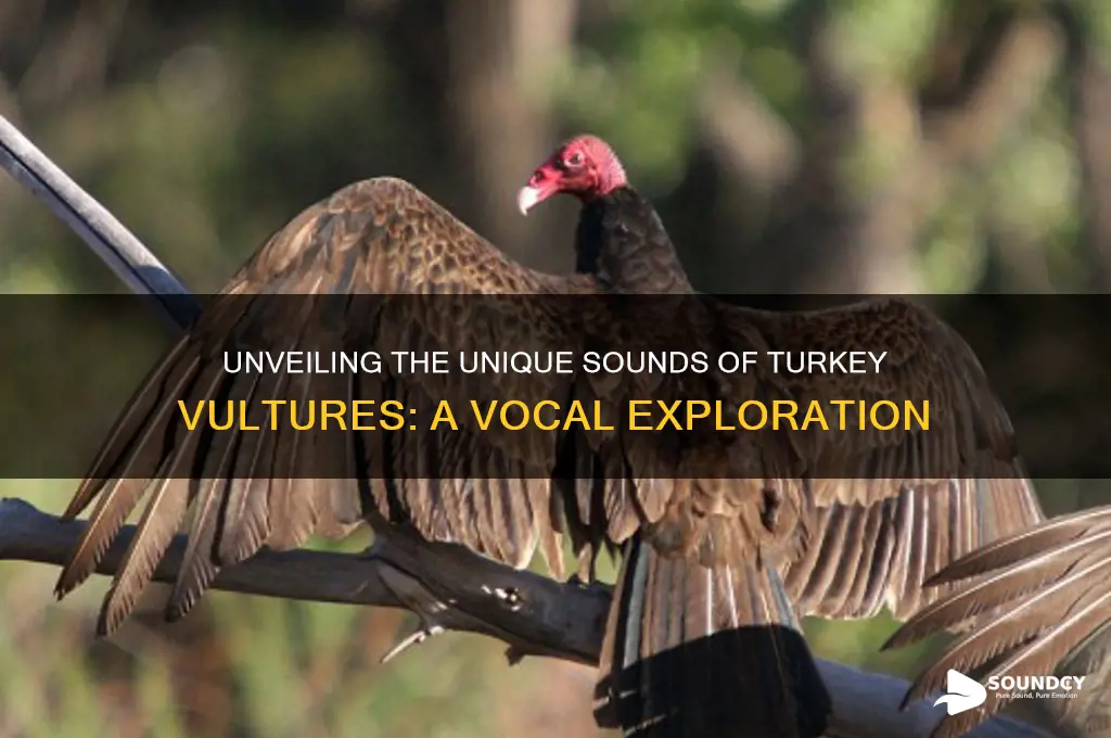 how does a turkey vulture sound