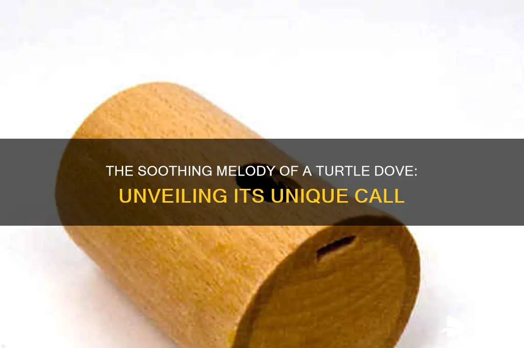 how does a turtle dove sound